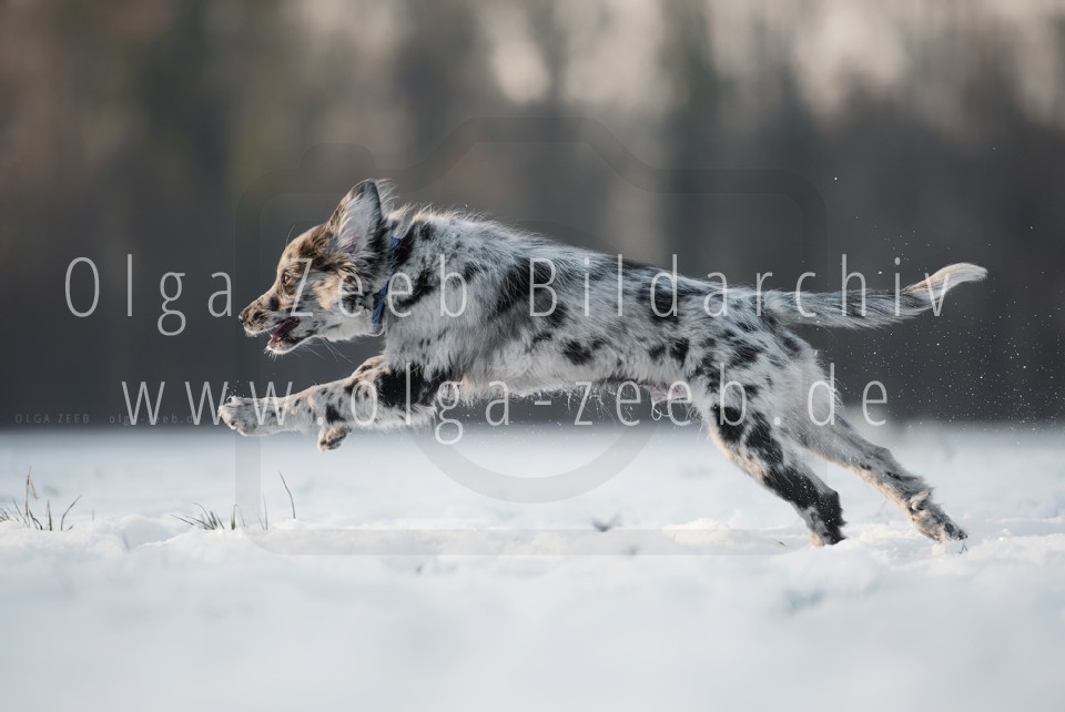 berger des pyrénées