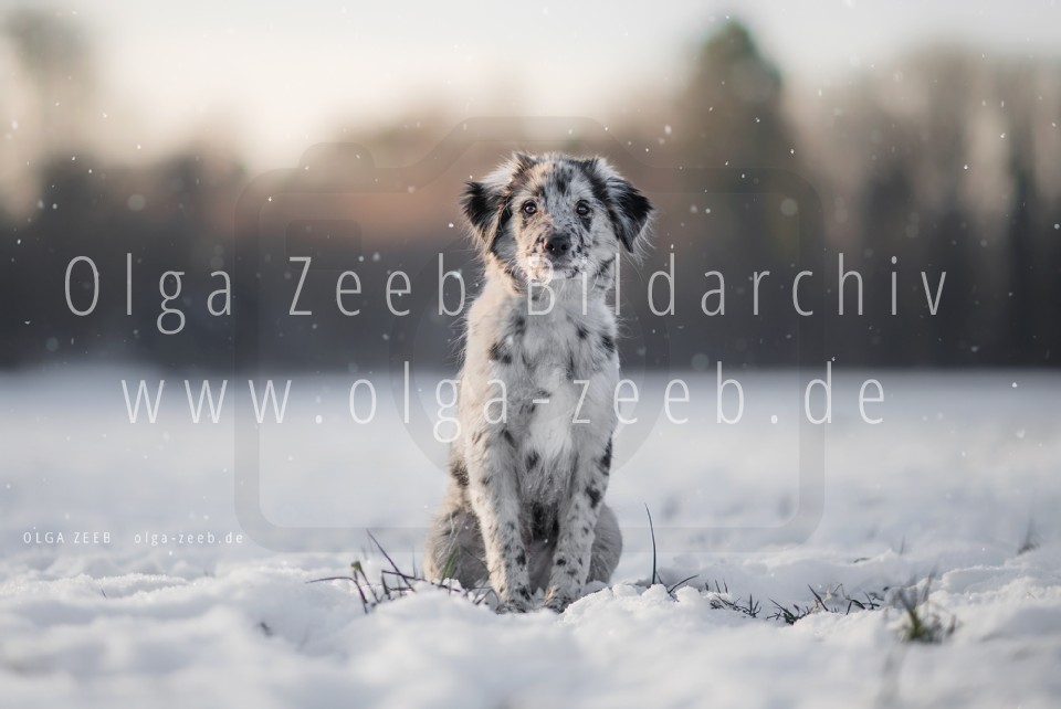 berger des pyrénées