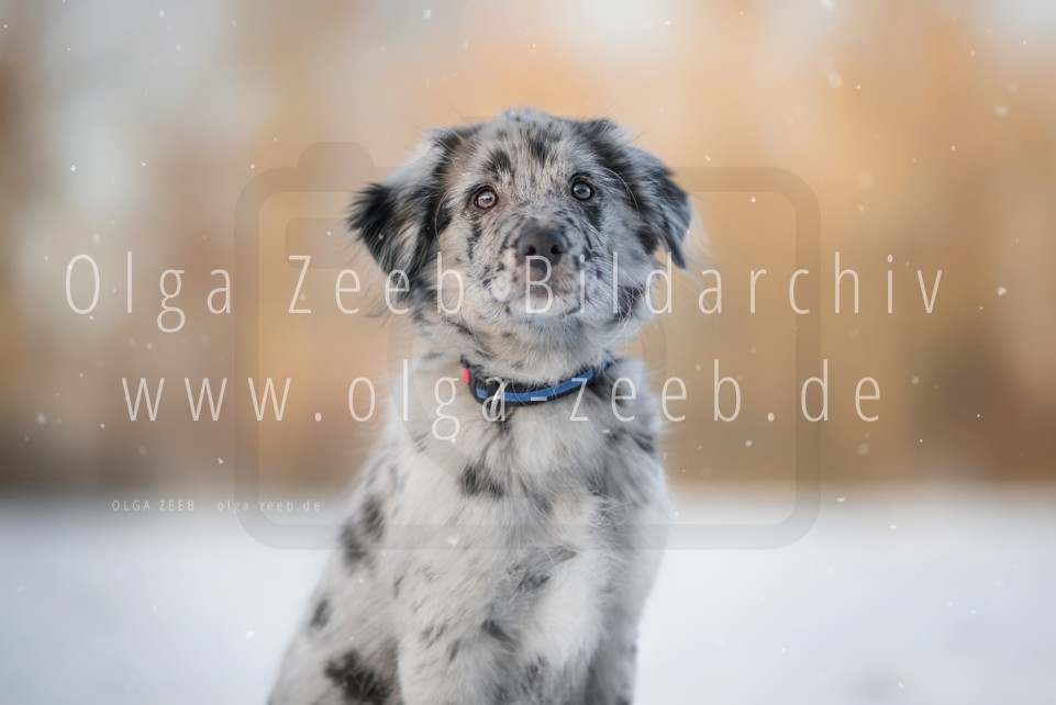 berger des pyrénées