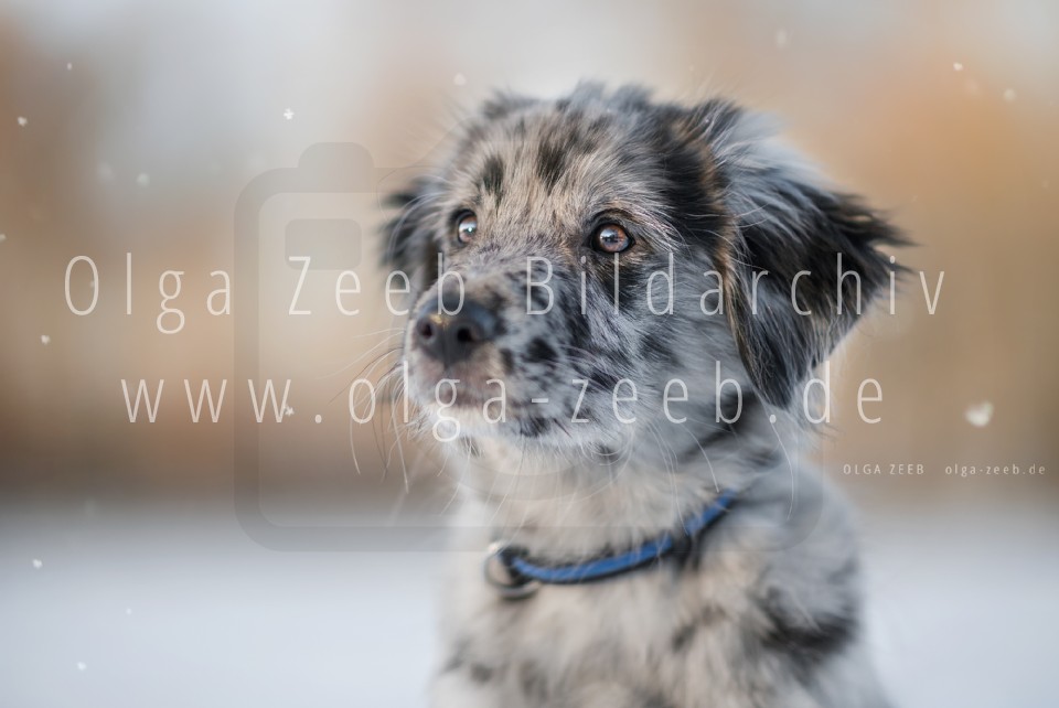 berger des pyrénées