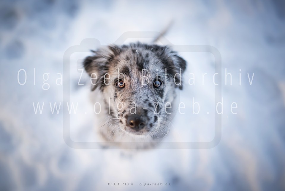 berger des pyrénées