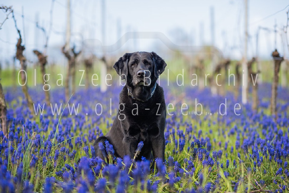 Labrador schwarz
