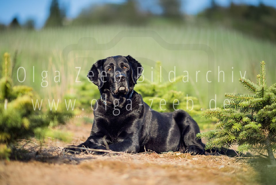 Labrador schwarz