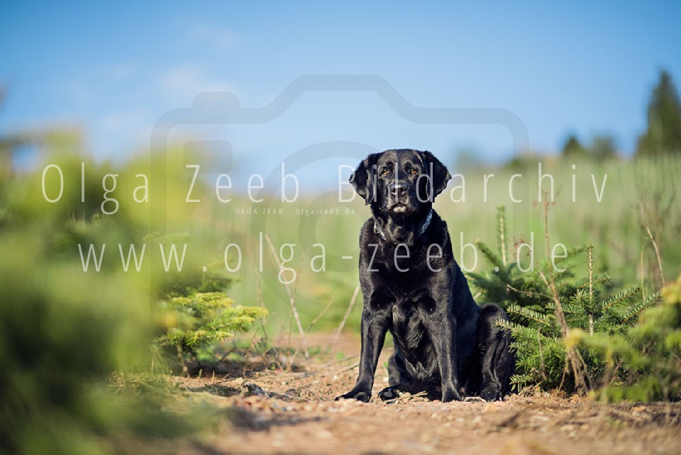 Labrador schwarz