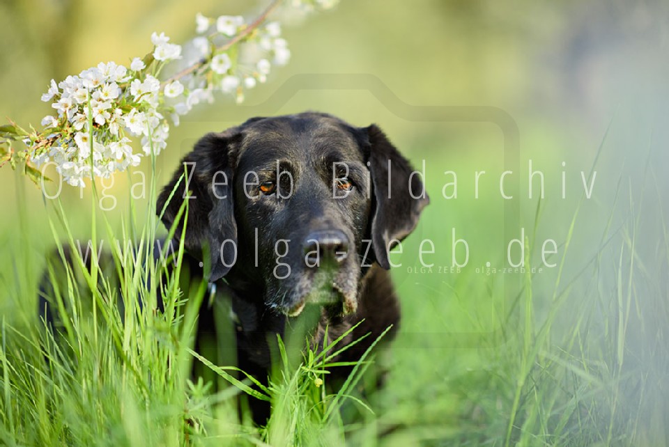 Labrador schwarz