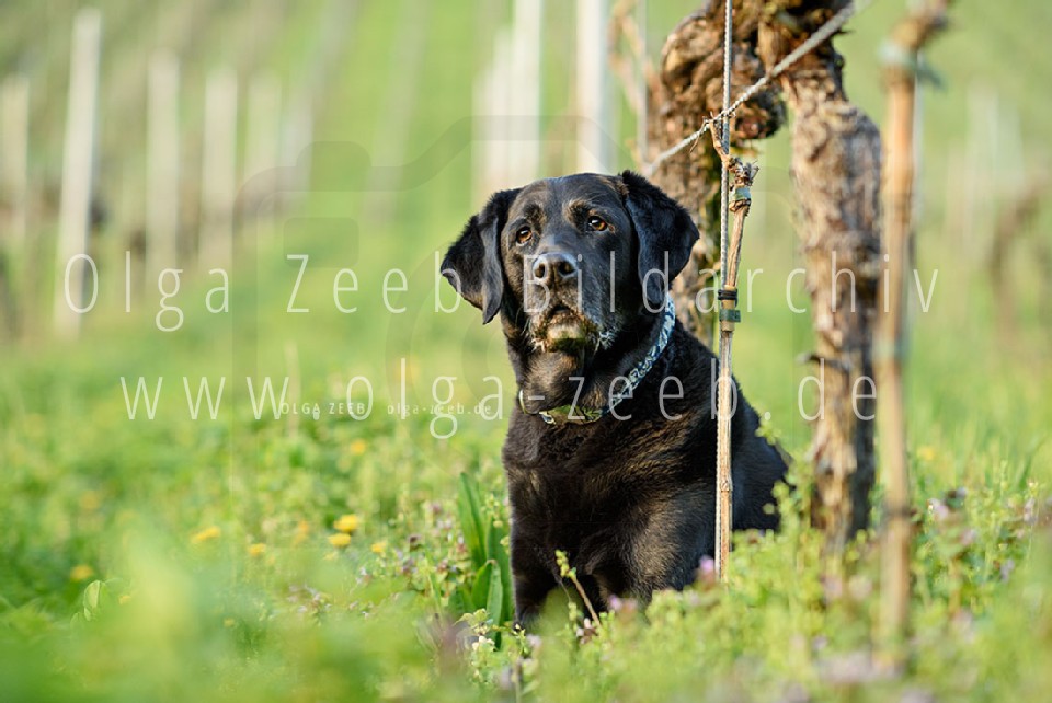 Labrador schwarz