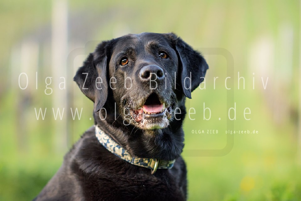 Labrador schwarz