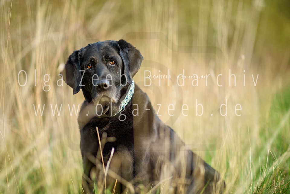 Labrador schwarz