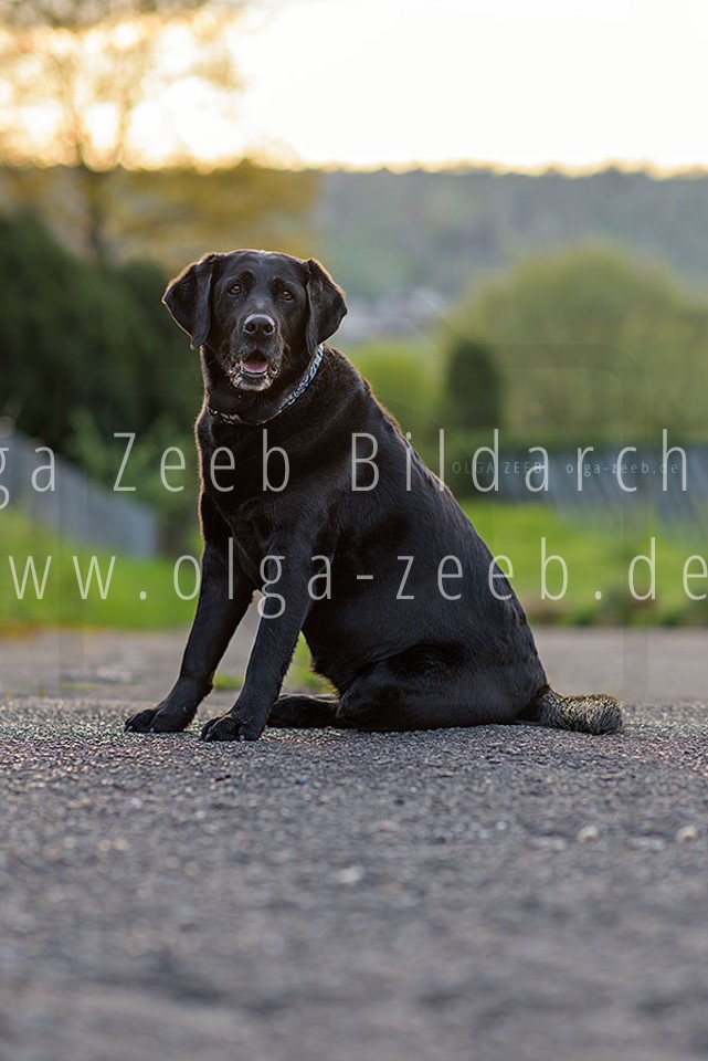 Labrador schwarz
