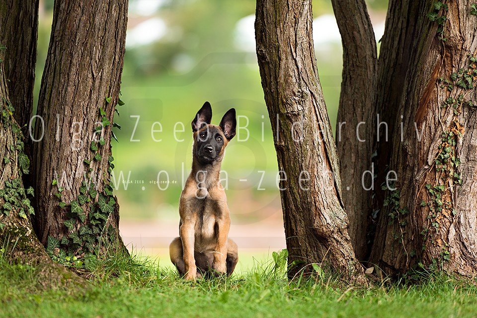 Malinois Welpe