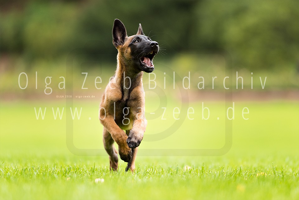 Malinois Welpe