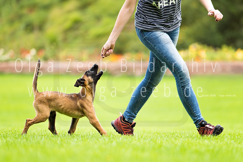Malinois Welpe