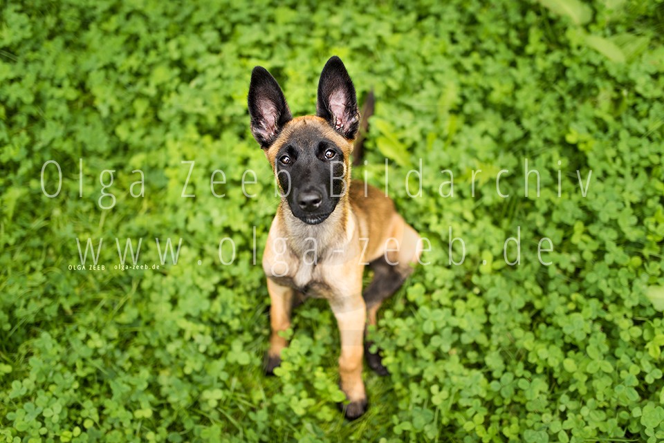 Malinois Welpe