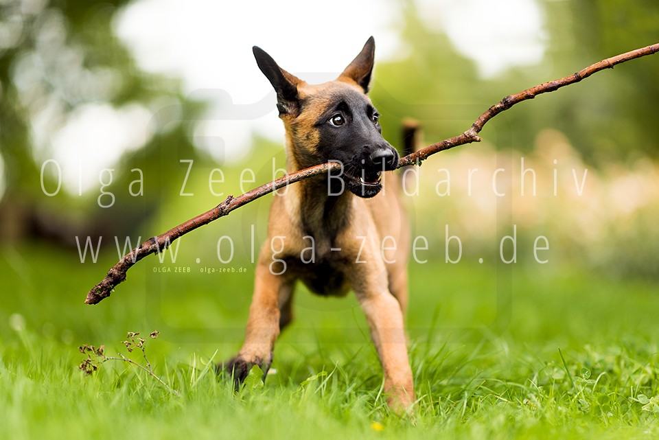 Malinois Welpe