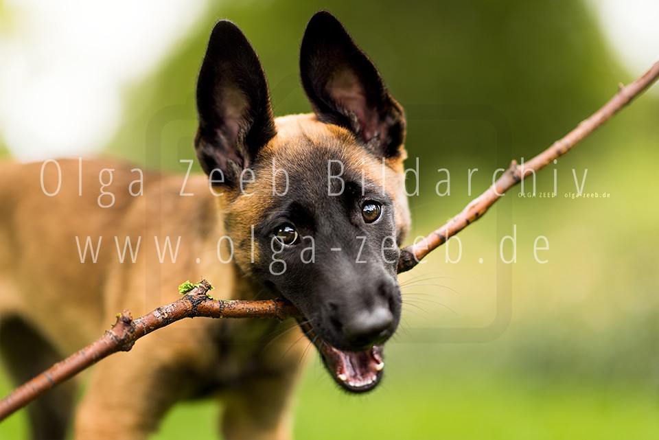 Malinois Welpe