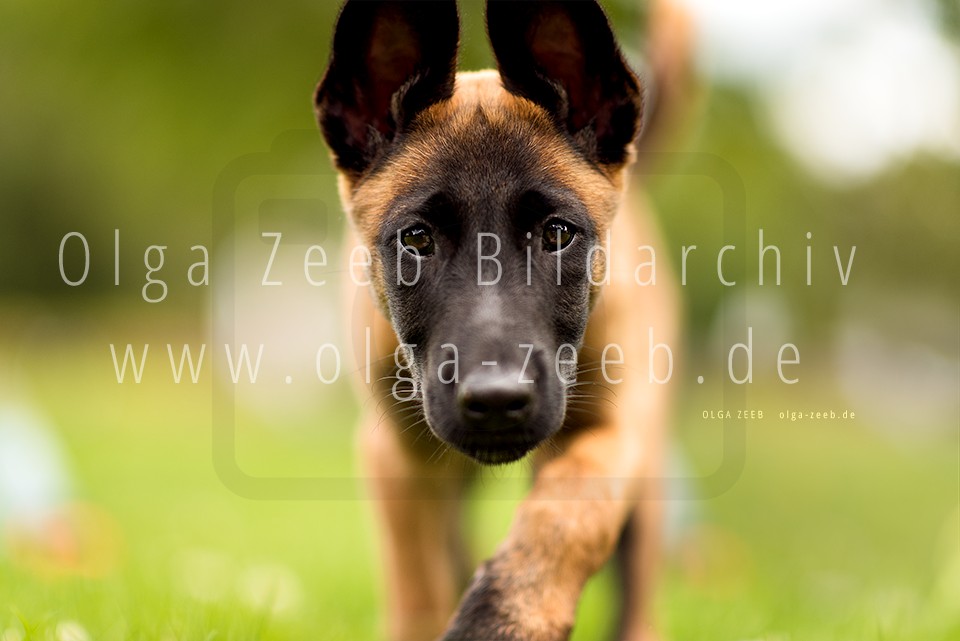 Malinois Welpe
