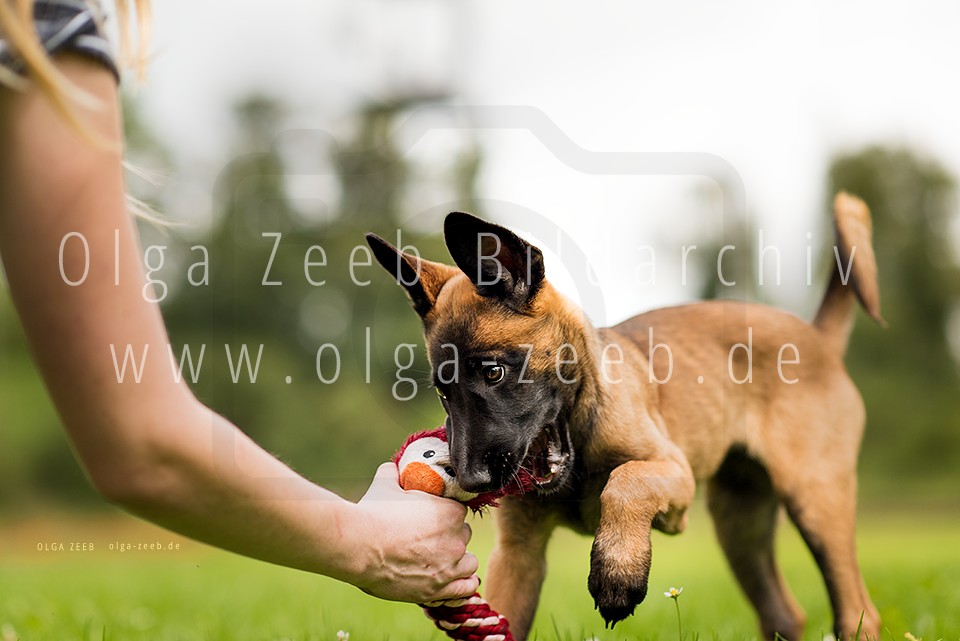 Malinois Welpe