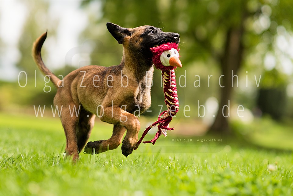 Malinois Welpe