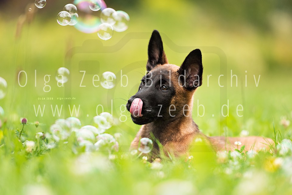 Malinois Welpe
