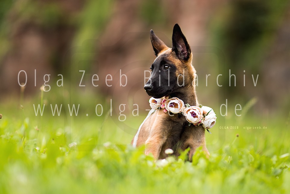 Malinois Welpe