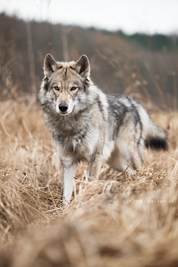 Wolfshund