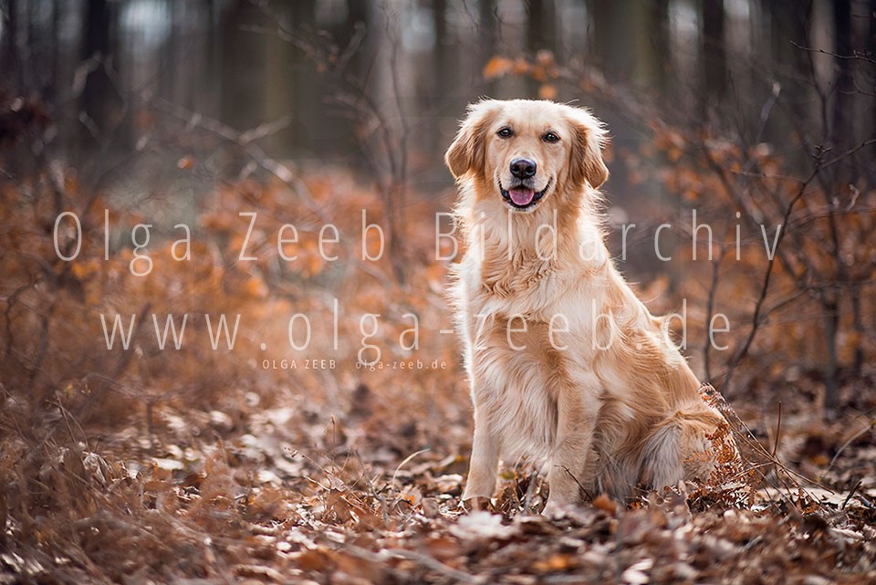 Golden Retriever