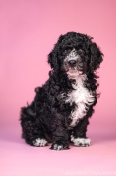 Perro de Agua Español