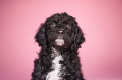 Perro de Agua Español