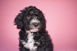 Perro de Agua Español