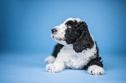 Perro de Agua Español