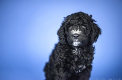 Perro de Agua Español