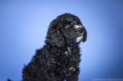 Perro de Agua Español