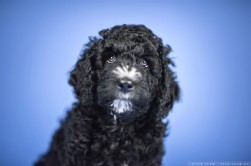 Perro de Agua Español