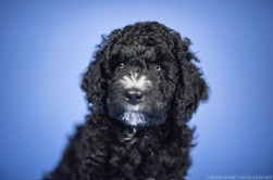 Perro de Agua Español