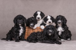 Perro de Agua Español Perro de Agua Español