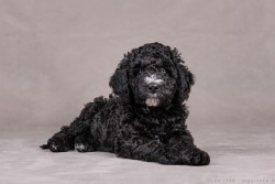 Perro de Agua Español Perro de Agua Español