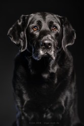 Labrador schwarz