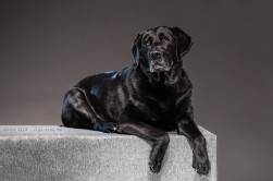 Labrador schwarz