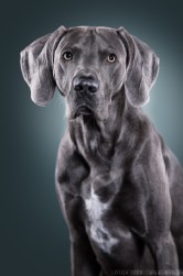 Weimaraner