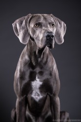Weimaraner