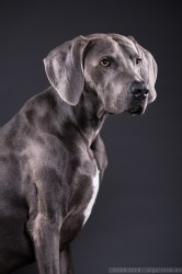 Weimaraner