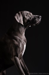 Weimaraner
