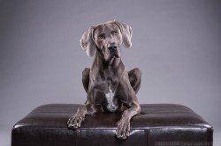 Weimaraner