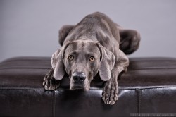 Weimaraner