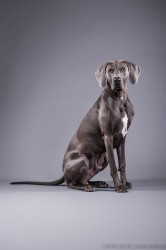 Weimaraner Weimaraner