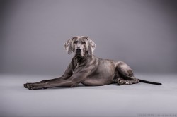 Weimaraner