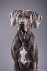 Weimaraner