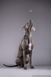 Weimaraner