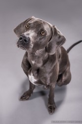 Weimaraner