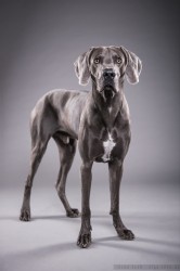 Weimaraner